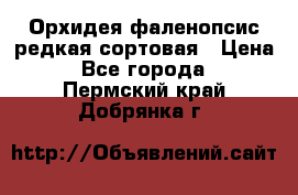 Орхидея фаленопсис редкая сортовая › Цена ­ 800 - Все города  »    . Пермский край,Добрянка г.